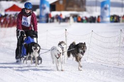 Lenk 2013